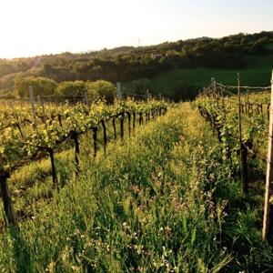 A Itália natural de Orsi Vigneto San Vito